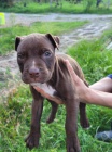 Americk Pitbull terir