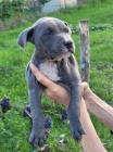 Americk Pitbull terir