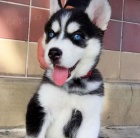 SIBISK HUSKY