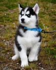 SIBISK HUSKY