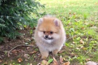 Nmeck pic trpasli (Pomeranian)