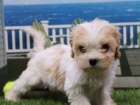 Cavachon tata na prodej (Cavachon tata jsou kenec mezi Cavalier King Charles panl a Bichon Frise).