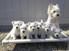 Prodm mini tata West Highland White Terriers