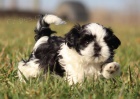 Prodm tata SHIH TZU