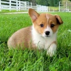 Prodm okovan a oderven tata Pembroke Welsh Corgi.