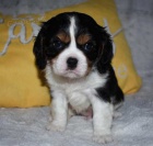 Prodm okovan tata Kavalr King Charles Spaniel.