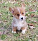 Miniaturn a okovan tata Pembroke Welsh Corgi na prodej.