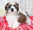 Prodm miniaturn a okovan tata SHIH TZU