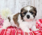 Prodm miniaturn a okovan tata SHIH TZU