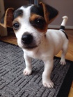 Prodm tata Jack russell terira.