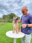 Cane Corso tata