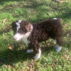 Prodm zdrav tata Aussiedoodle.