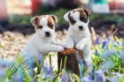 Prodm okovan a oderven tata jack russell TERRIER.