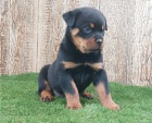 Rottweiler 