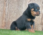 Rottweiler 