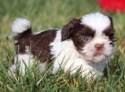 Prodm okovan tata SHIH TZU