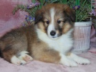 Prodm tata SHELTIE.