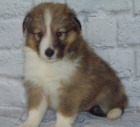 Prodm tata SHELTIE.