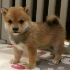 Prodm okovan tata mini Shiba inu