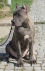 tata Cane corso 