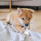 Prodm okovan,oderven a hygienicky vykolen tata SHIBA INU