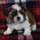 Prodm mini tata SHIH TZU