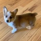 Prodm tata Pembroke Welsh Corgi.