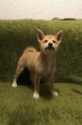 Shiba Inu tata