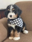 Bernedoodle tata k adopci.