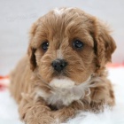 tata Cavapoo k adopci.