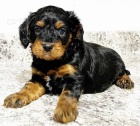 mini okovan tata Cavapoo pejska a feny k adopci.