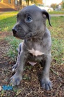 Pitbull Blueline Lilac tata