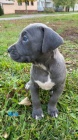 Pitbull Blueline Lilac tata