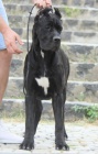 Cane Corso na prodej