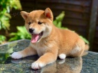 Prodm okovan tata mini shiba inu