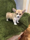 Prozrad tata Pembroke Welsh Corgi.