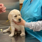 Sladk tata labradora k adopci.