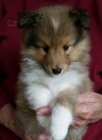 Prodm tata Sheltie (tata shetlandskho ovka).