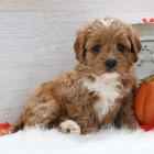 Cavapoo tata k adopci