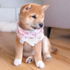 Prodm roztomil ttka mini shiba inu