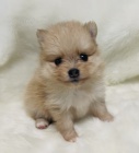 miniaturn tata pomeranian na prodej.