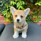 Pembroke Welsh Corgi ttka k adopci zdarma.