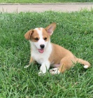 Pembroke Welsh Corgi ttka k adopci zdarma.