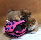 Zdrav ttka Shiba Inu k adopci zdarma.