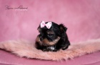 Yorkshire terrier s PP (rodokmeny)