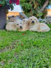 Goldendoodle tata na prodej