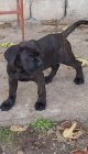 Cane Corso tata