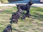 Cane Corso tata