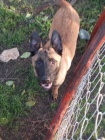 Belgick ovk malinois tata