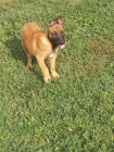 Belgick ovk malinois tata